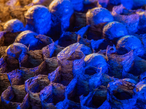Abandoned Wasp Nest Cells with Dead and Unhatched Larvae in Colorful Surroundings