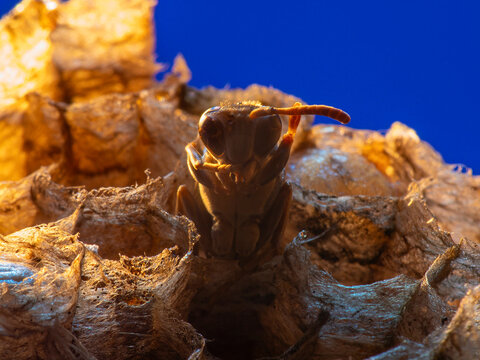 Abandoned Wasp Nest Cells with Dead and Unhatched Larvae in Colorful Surroundings