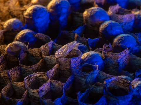 Abandoned Wasp Nest Cells with Dead and Unhatched Larvae in Colorful Surroundings