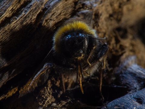 Close-Up of a Bumblebee Bombus Showing Its Long Tongue (Ligula) for Deep Flower Pollination