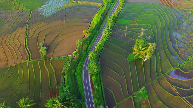 Aerial view of lush green rice terraces at sunrise with golden light reflecting in the water, surrounded by palm trees and misty mountains in Wonosobo, Central Java, Indonesia.