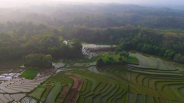 Aerial view of lush green rice terraces at sunrise with golden light reflecting in the water, surrounded by palm trees and misty mountains in Wonosobo, Central Java, Indonesia.