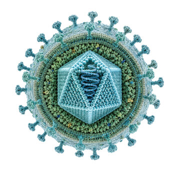 Herpes Simplex Virus Particle Isolated on White Background, Detailed 3D Medical Illustration
