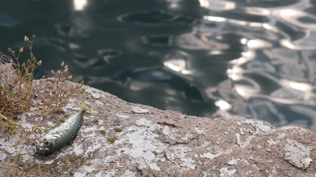 Dead fish lying on a rock by the sparkling sea
