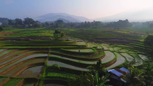 Aerial view of lush green rice terraces at sunrise with golden light reflecting in the water, surrounded by palm trees and misty mountains in Wonosobo, Central Java, Indonesia.