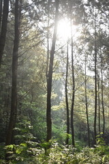 Fototapeta premium Sunlight filtering through a lush pine forest, illuminating dense green ferns and vegetation on the forest floor.