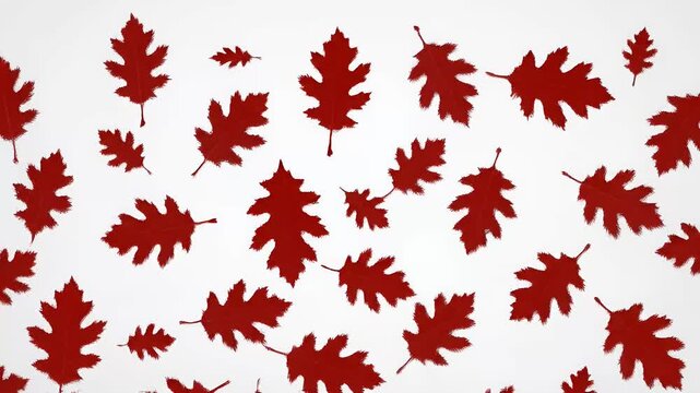 Red oak leaves pattern motion graphic with falling elements and organic shapes, autumn season concept