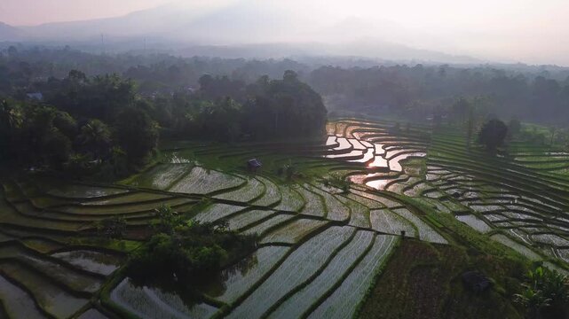 Aerial view of lush green rice terraces at sunrise with golden light reflecting in the water, surrounded by palm trees and misty mountains in Wonosobo, Central Java, Indonesia.