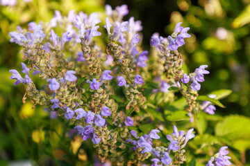 Obraz premium Helmkraut (Cutellaria incana)