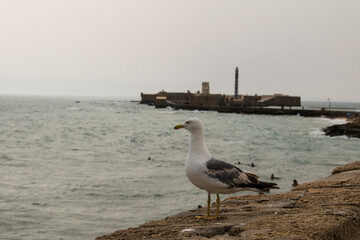 Fototapeta premium Seagull overlooking the sea with Castillo de San Sebastián in the background, Cádiz, Spain