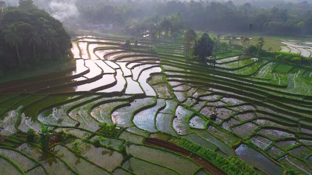 Aerial view of lush green rice terraces at sunrise with golden light reflecting in the water, surrounded by palm trees and misty mountains in Wonosobo, Central Java, Indonesia.