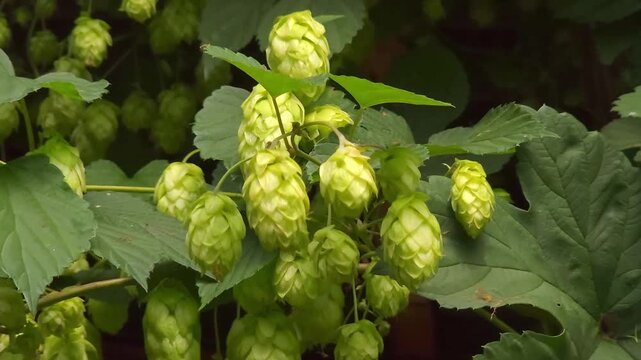Green hop cones grow on vines in farm garden, organic agriculture, sustainable farming, craft brewing.