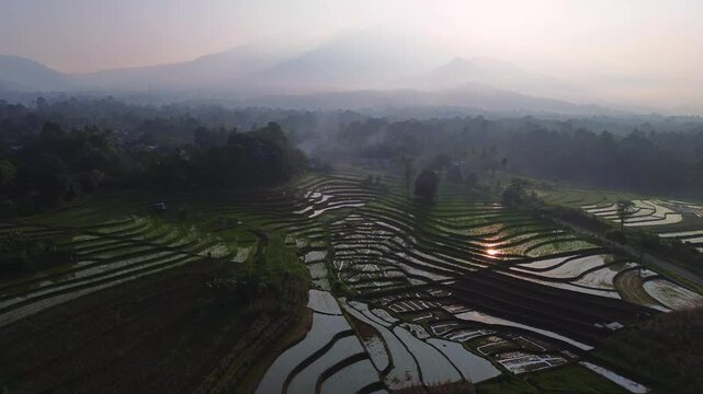 Aerial view of lush green rice terraces at sunrise with golden light reflecting in the water, surrounded by palm trees and misty mountains in Wonosobo, Central Java, Indonesia.