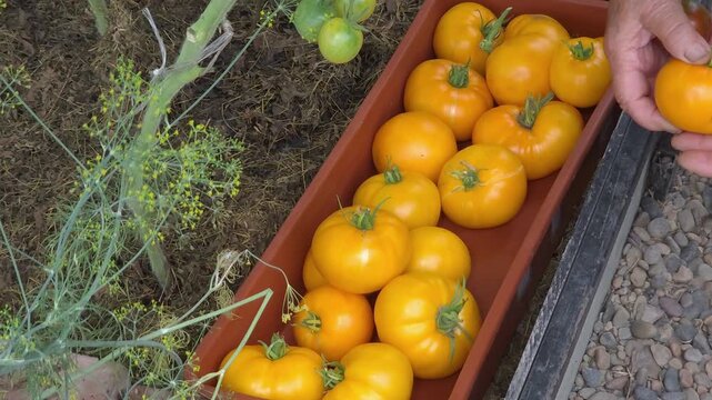 Elderly farmer picking yellow tomatoes into wooden box, organic food harvest, sustainable farming, local produce.