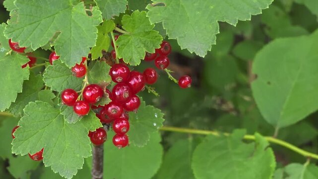 Ripe redcurrant cluster hanging on branch outdoors, organic fruit farming, natural garden, summer harvest.