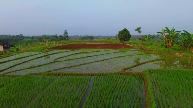 Aerial view of lush green rice terraces at sunrise with golden light reflecting in the water, surrounded by palm trees and misty mountains in Wonosobo, Central Java, Indonesia.