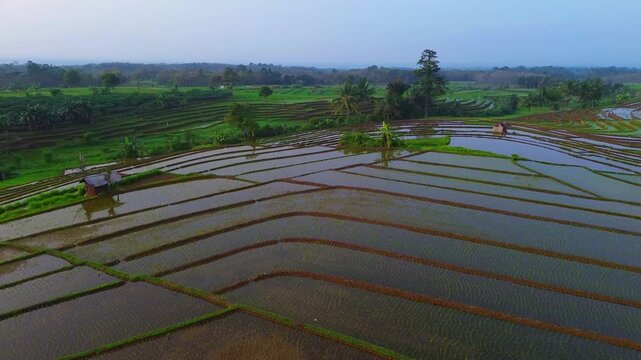 Aerial view of lush green rice terraces at sunrise with golden light reflecting in the water, surrounded by palm trees and misty mountains in Wonosobo, Central Java, Indonesia.