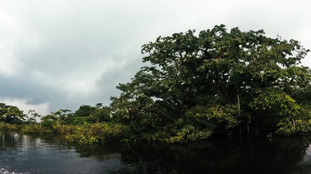 Flooded Tropical Rainforest Edge in Ecuador with Green Trees, Dark Water Reflection and Remote Amazon Wetland Wilderness Landscape
