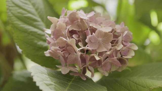 Lovely oink flower of hydrangea