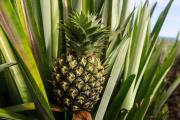 Fototapeta premium Close-up of an Unripe Pineapple Growing on the Plant in a Field,A detailed photograph capturing a single, unripe pineapple fruit with its characteristic spiky, textured green skin and crown, still.