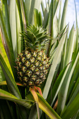 Obraz premium Close-up of an Unripe Pineapple Growing on the Plant in a Field,A detailed photograph capturing a single, unripe pineapple fruit with its characteristic spiky, textured green skin and crown, still.