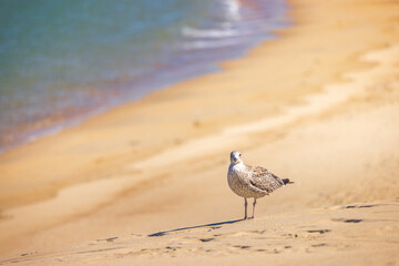 Fototapeta premium A single seabird stands gracefully on the sun-drenched golden sand of a serene beach, with soft ocean waves gently receding in the background under clear skies