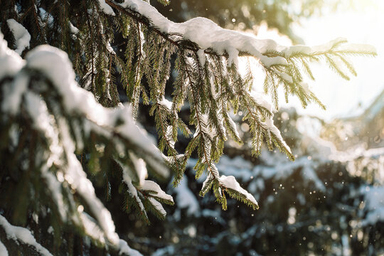 Snow-covered evergreen branches in bright winter sunlight, natural Christmas scene.