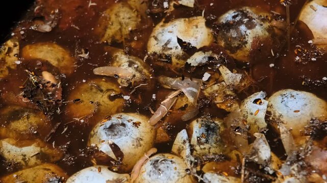 fermented plum in a plastic barrel with microorganisms