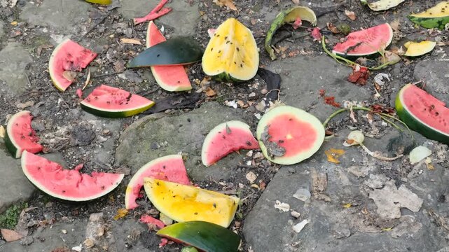 watermelon slices discarded on the ground with flies on them, potentially indicating waste or a debris cleanup situation