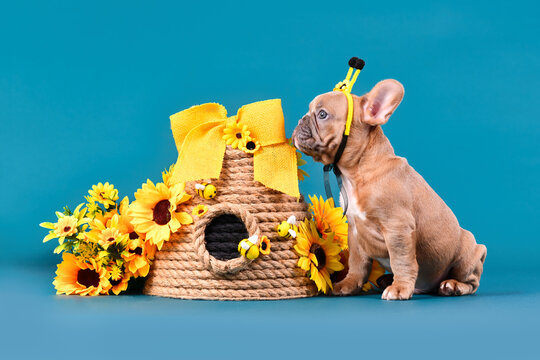 Red fawn French Bulldog dog puppy with bee costume antlers sitting next to beehive and sunflowers on blue background