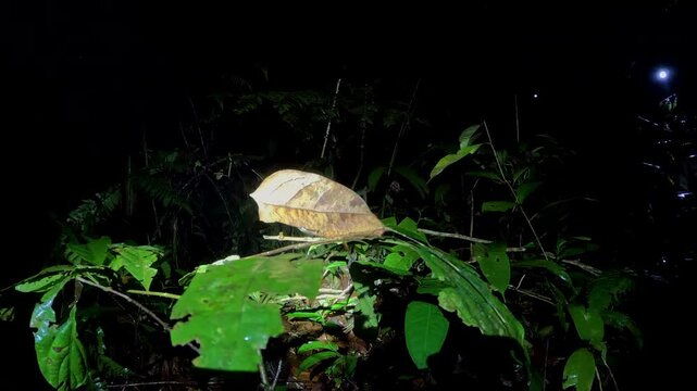 Night Rainforest Exploration in Ecuador with Headlamp, Turtle on Forest Floor, Dense Jungle Plants and Nocturnal Wildlife Observation