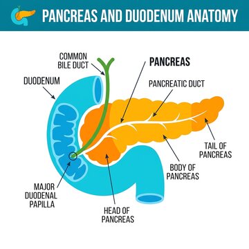 Medical diagram depicting the anatomy of the human pancreas, pancreatic duct, and duodenum including the common bile duct for health studies