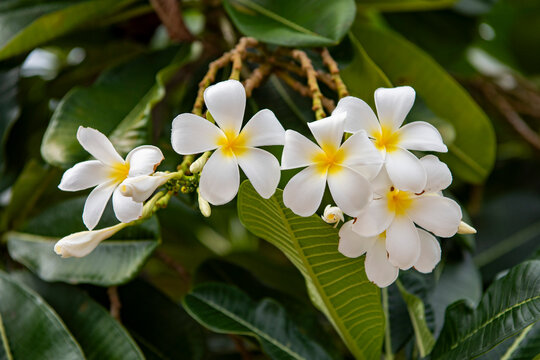THAILAND RAYONG NATIONAL FLOWER PLUMERIA FRANGIPANI