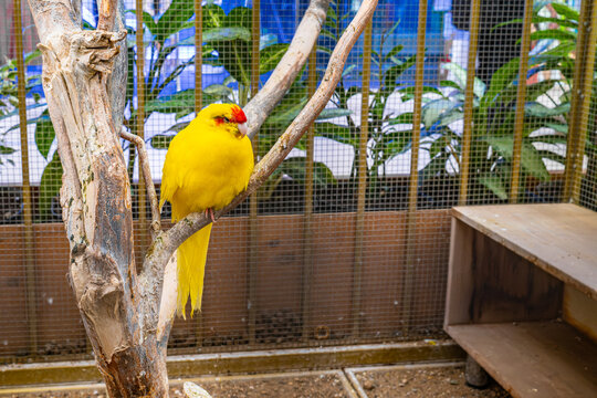 Bright yellow red crowned parakeet or kakariki perched on tree branch in outdoor park cage, exotic pet and nature concept