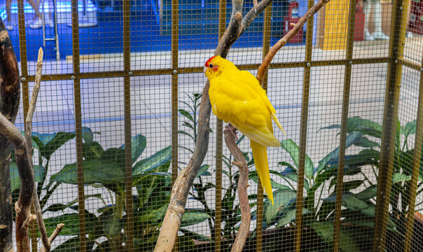 Bright yellow red crowned parakeet or kakariki perched on tree branch in outdoor park cage, exotic pet and nature concept