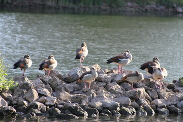 Gänse am Fluss © Mike