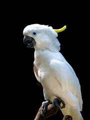 High-definition black-crowned parrot on a black background © Yf