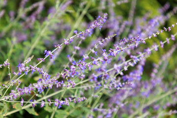 Obraz premium Kleine Blauraute (Perovskia atriciplifolia 'little spire')