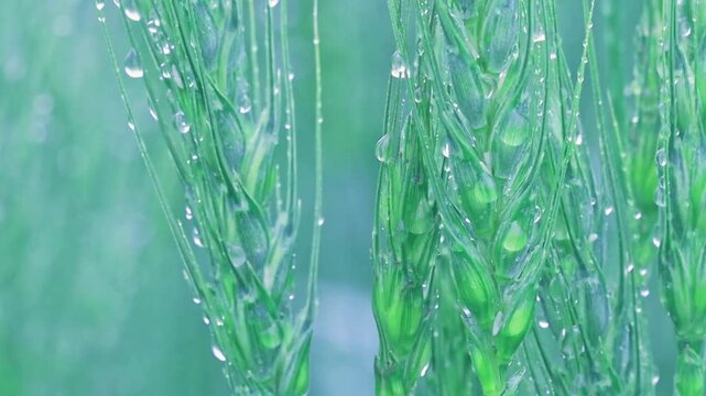 green grass wheat  with dew drops