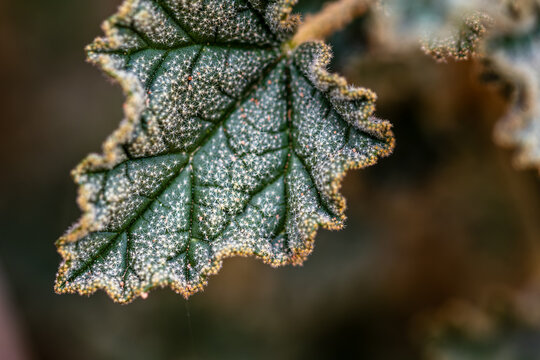 Close-up of a spiny desert Bush Mallow leaf with white areoles in Valley of Fire National Park, Nevada.