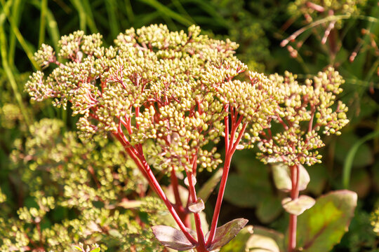 Fetthenne (Sedum telephium-hyride 'Matrona')