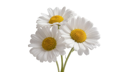 Obraz premium Isolated beautiful white daisies with vibrant yellow centers and green stems, a trio of freshness