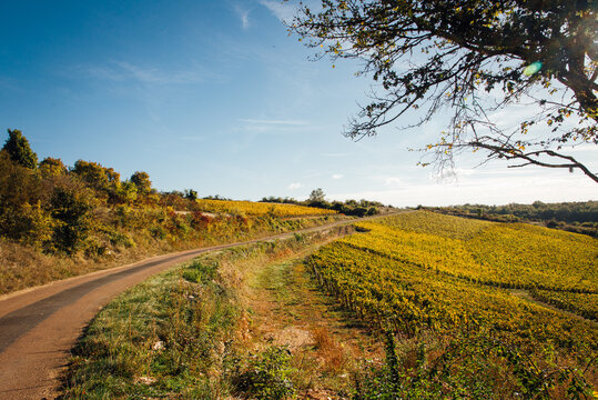 Chemin de randonn&eacute;e dans le vignoble de Bourgogne en automne. Balade automnale dans les vignes jaunes.
