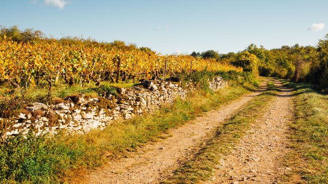 Chemin de randonn&eacute;e dans le vignoble de Bourgogne en automne. Balade automnale dans les vignes jaunes.