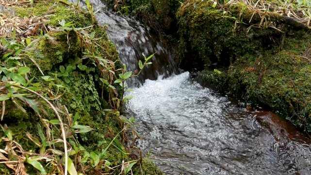 Small forest creek with a gentle waterfall surrounded by moss and plants. Relaxing nature footage with soft flowing water sound.