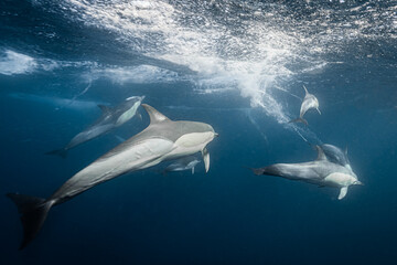 Common dolphins hunting underwater during sardine run © Kristof