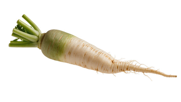 Isolated long daikon radish with green leaves and root hairs, fresh raw vegetable for cooking ingredients