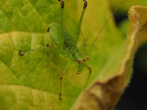 Macro de un saltamontes verde (ninfa de Tettigoniidae) sobre una hoja. Detalle de naturaleza, fauna silvestre y biodiversidad.
