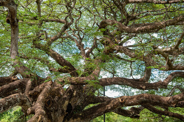 Fototapeta premium THAILAND RAYONG GIANT MONKEY POD TREE