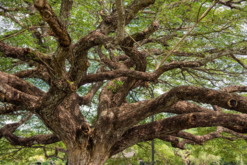 Fototapeta premium THAILAND RAYONG GIANT MONKEY POD TREE